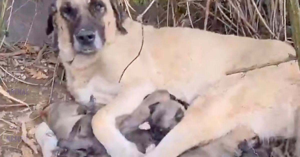 Mamma cane allatta cuccioli