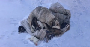 Cagnolina mamma implora di essere salvata dopo aver partorito 10 cuccioli in mezzo alla neve (VIDEO)