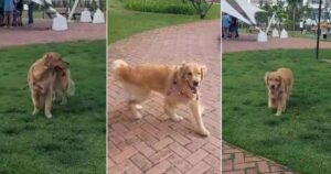 Golden Retriever va alla ricerca di bambini con cui giocare in un parco (VIDEO)