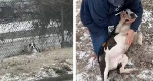 Pitbull abbandonato su un autostrada ricerca l’aiuto e l’affetto della soccorritrice: il suo atteggiamento stupisce la donna (VIDEO)