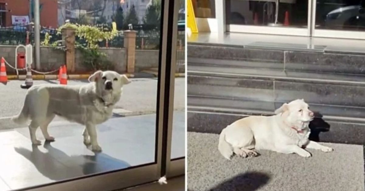 Cagnolina riaccoglie il padrone