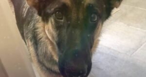 Cagnolino cambia atteggiamento quando trova il suo migliore amico umano: la storia di un legame inaspettato (VIDEO)