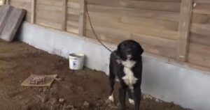 Si trasferiscono e lasciano la loro cagnolina malata incatenata in giardino (VIDEO)