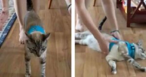 La padrona vuole portarlo fuori per una passeggiata: il gattino reagisce in una maniera sorprendente (VIDEO)