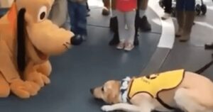 Golden Retriever incontra il suo eroe Disney e la sua reazione emoziona i presenti (VIDEO)