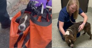 Proprietario lascia cane sul bancone sotto il sole cocente: gli viene salvata la vita in extremis