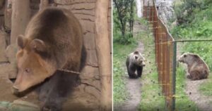 Questo orso ha vissuto da solo per tutta la vita. Guarda il momento in cui vede un suo simile per la prima volta (VIDEO)