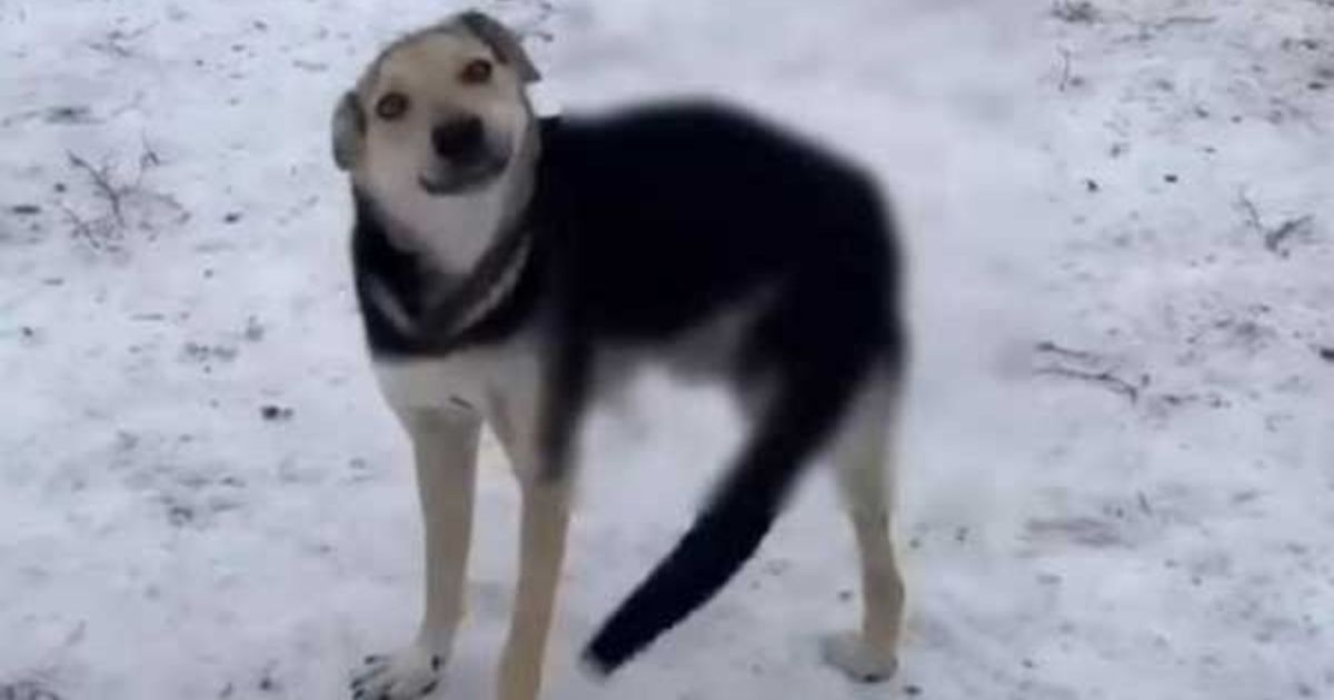 Cagnolino senza una zampa