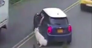 Tiene il cagnolino al guinzaglio con l’auto in corsa, le immagini shock del maltrattamento (VIDEO)
