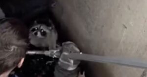 Trova una palla di pelo in fondo a un fosso, un cucciolo di procione necessitava aiuto (VIDEO)