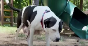 Cagnolina salvata dalla strada non smette di scodinzolare durante una giornata alla spa (VIDEO)