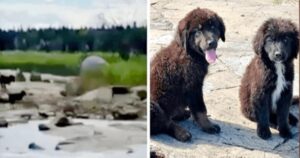 Sentono dei lamenti provenire da un’isola deserta e quando si avvicinano, trovano 7 cuccioli abbandonati (VIDEO)