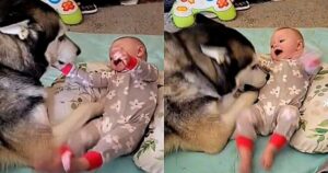 Siberian Husky si diverte a solleticare il bambino: la sua reazione (VIDEO)