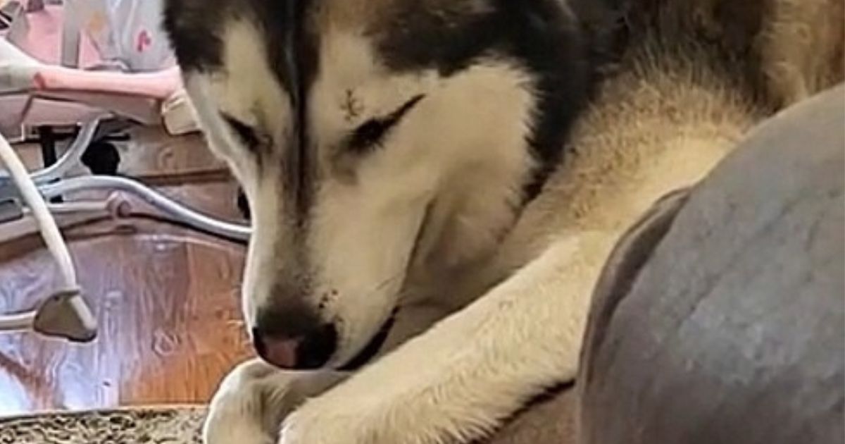 Siberian Husky primo piano