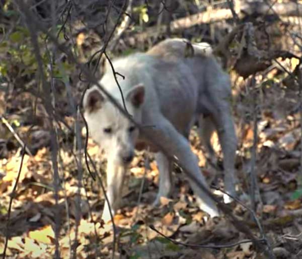 cagnolina abbandonata