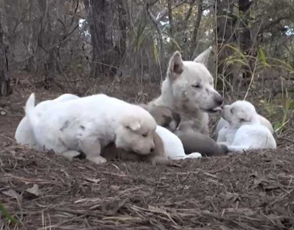 cagnolina e cuccioli