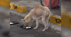 Cagnolina che ha percorso 60 km al giorno per dare da mangiare ai suoi cuccioli