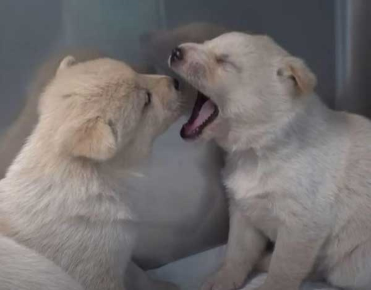 cagnolini