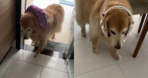 Golden Retriever si infastidisce ogni volta che un oggetto estraneo viene posizionato sopra il suo corpicino (VIDEO)