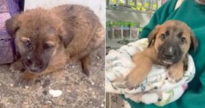 Cucciolo gettato in strada ha cambiato vita grazie ad una donna (VIDEO)