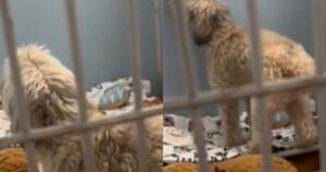 Cagnolino di 12 anni con il cuore spezzato si è arreso al rifugio e piange per la sua famiglia (VIDEO)