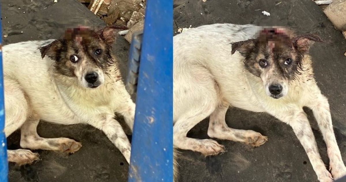 Cane vittima di abusi