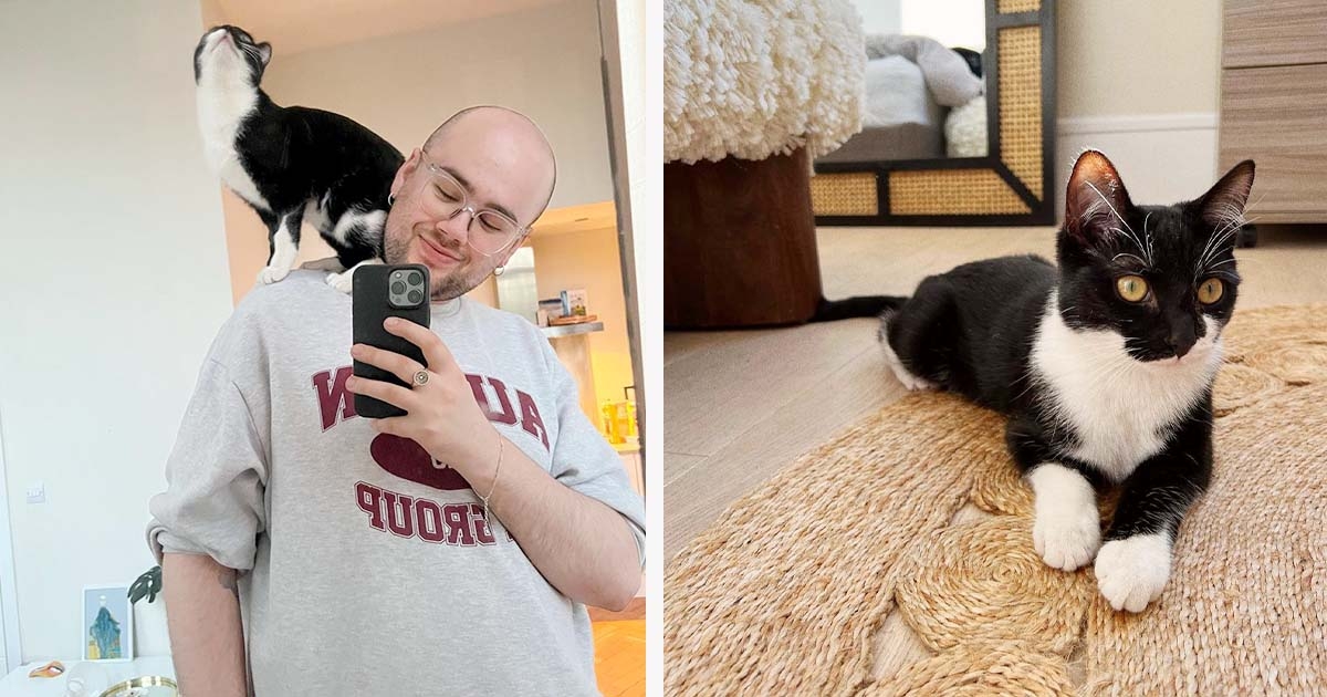 Un uomo porta la sua gattina dal veterinario, preoccupato per la sua salute, ma scopre che è solo stanca di lui.