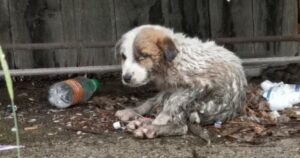 Cane sotto fango e rifiuti