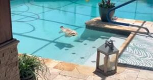 Vede il suo cane immobile in piscina e corre a salvarlo, ma non tutto è come sembra (VIDEO)