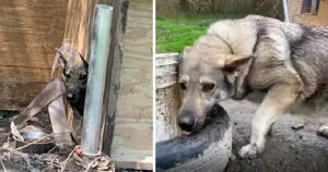 Cagnolino maltrattato cambia vita dopo anni di sofferenza: ecco la sua trasformazione (VIDEO)