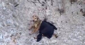 Yusha, la cagnolina abbandonata con le zampe rotte ha trovato la sua umana adottiva (VIDEO)
