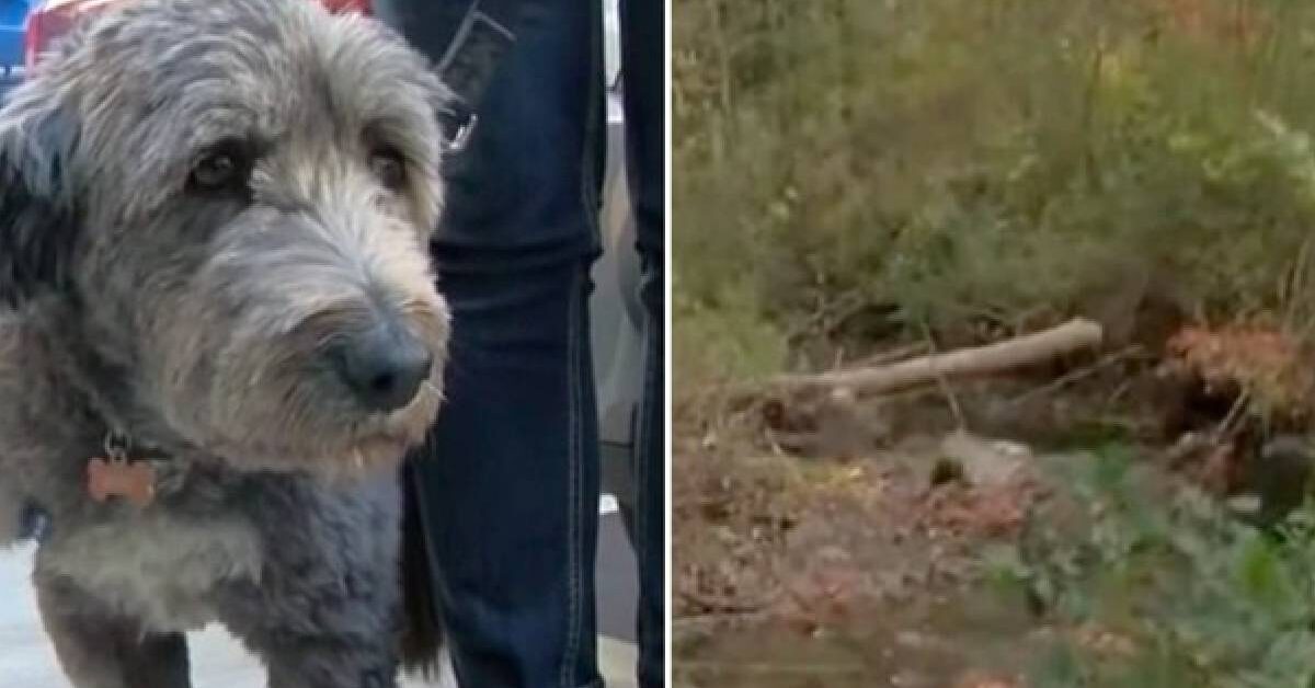 Cagnolino ha salvato la padrona che si è smarrita nei boschi: la sua ...