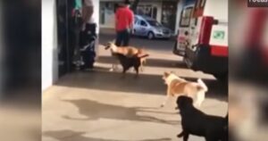 Ambulanza porta un senzatetto in ospedale dopo un malore: i suoi cani lo attendono lì fuori per un giorno intero (VIDEO)