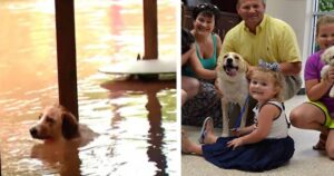 Troupe televisiva salva una cagnolina da un’alluvione e scopre che subiva maltrattamenti (VIDEO)