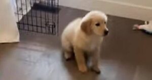 Cucciolo di Golden Retriever è terrorizzato dall’aspirapolvere: la sua reazione intenerisce tutti (VIDEO)