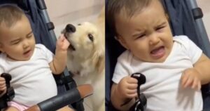 La bambina e il Golden Retriever hanno un rapporto complicato all’inizio ma la loro evoluzione scioglie il web (VIDEO)