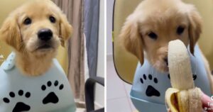 Cucciolo di Golden Retriever mangia per la prima volta una banana (VIDEO)