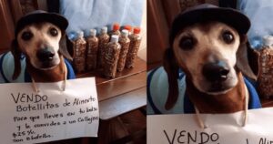 Bassotto vende cibo per animali “così puoi portarlo nella borsa e condividerlo con un randagio”