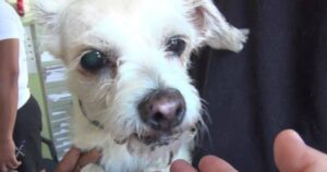 Dopo tanti anni “sono troppo occupati” e la lasciano al rifugio: cagnolina di 15 anni sola e confusa (VIDEO)