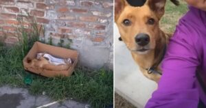 Cagnolino abbandonato vive paralizzato in una scatola: il percorso dal ritrovamento alla nuova vita (VIDEO)