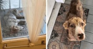 Cagnolina senza una casa bussa alla veranda di una famiglia: vuole farsi adottare, ma non è possibile