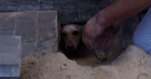 Cagnolina viene seppellita viva sotto un marciapiede, un passante scava a mani nude per liberarla (VIDEO)