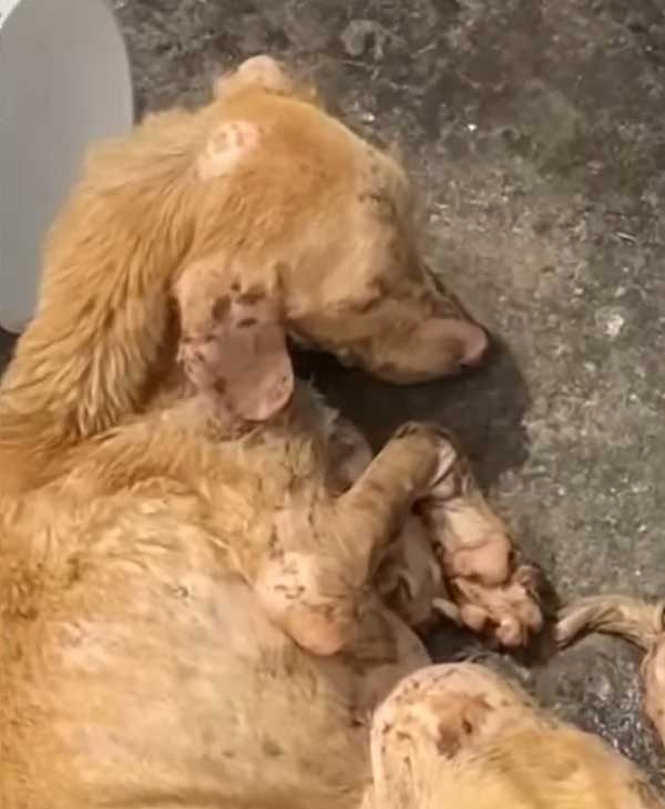 cagnolina abbandonata