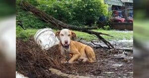 Cagnolina incinta rimane legata e abbandonata sotto la pioggia battente