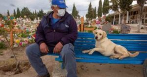 Cagnolino fedele anche dopo la morte: resta a vivere nel cimitero dove è sepolto il suo padrone