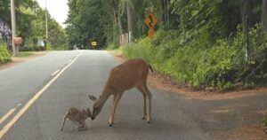 Mamma cerbiatta esce dai boschi per tranquillizzare il suo cucciolo spaventato dalle automobili (VIDEO)