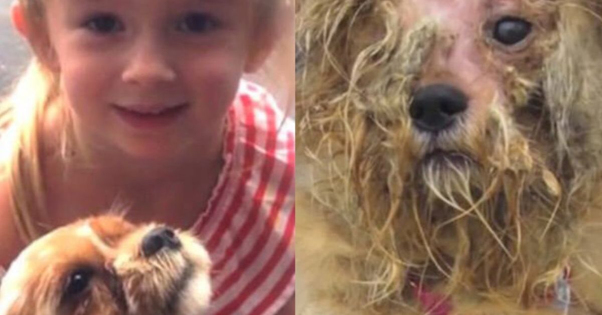 Cagnolina aveva perso la fiducia negli esseri umani, poi è arrivato