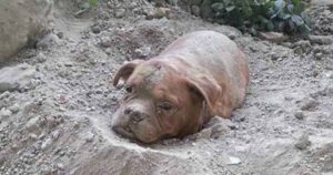 Condannato l’uomo che abbandonò e seppellì la sua cagnolina viva: non potrà avere animali e donerà a un rifugio