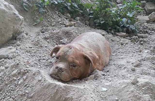 cagnolina athena