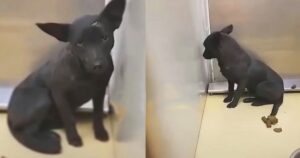 Cucciola randagia arriva nel rifugio molto spaventata, si nascondeva in un angolo (VIDEO)